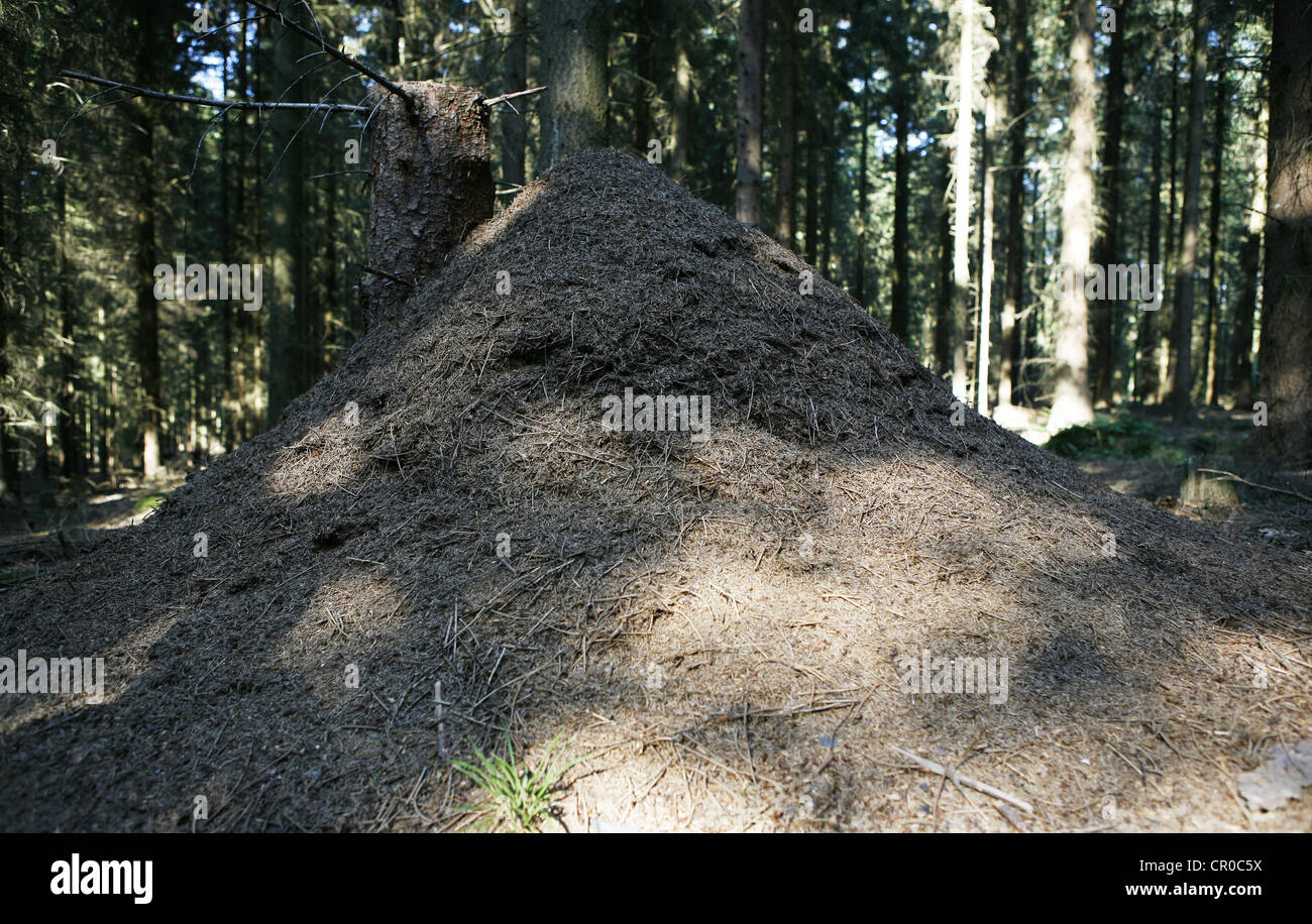 Anthill in the woods, Siebengebirge range near Bad Honnef, North Rhine