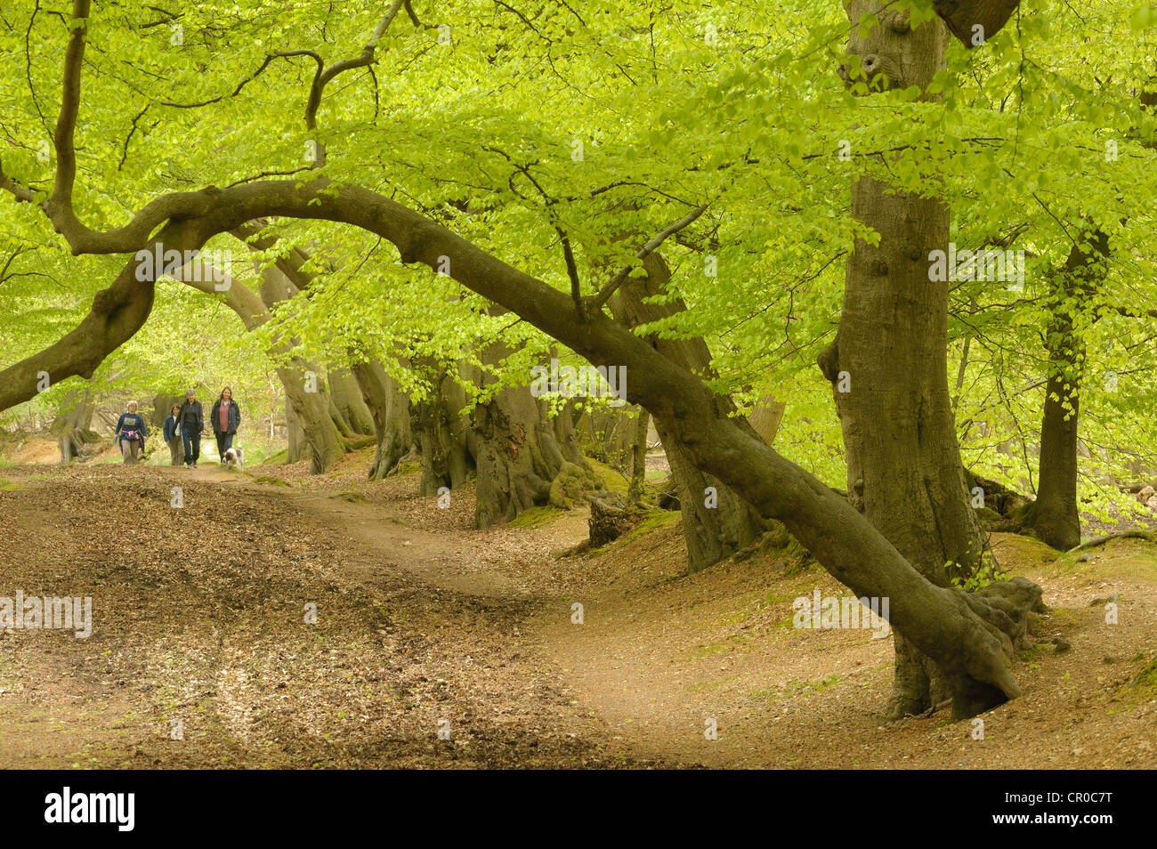 People walking in beech woodland in spring. Ashridge Forest, Hertfordshire, England. May. Stock Photo