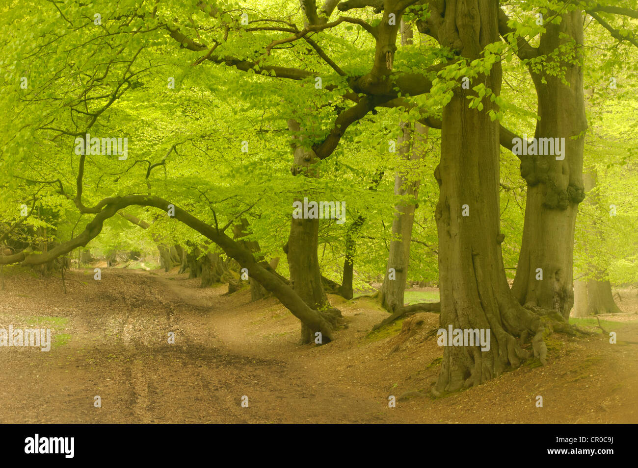 Soft focus view of beech woodland in spring. Ashridge Forest, Hertfordshire, England. May. Stock Photo