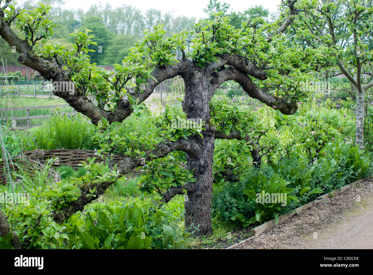 Espalier trees hires stock photography and images Alamy