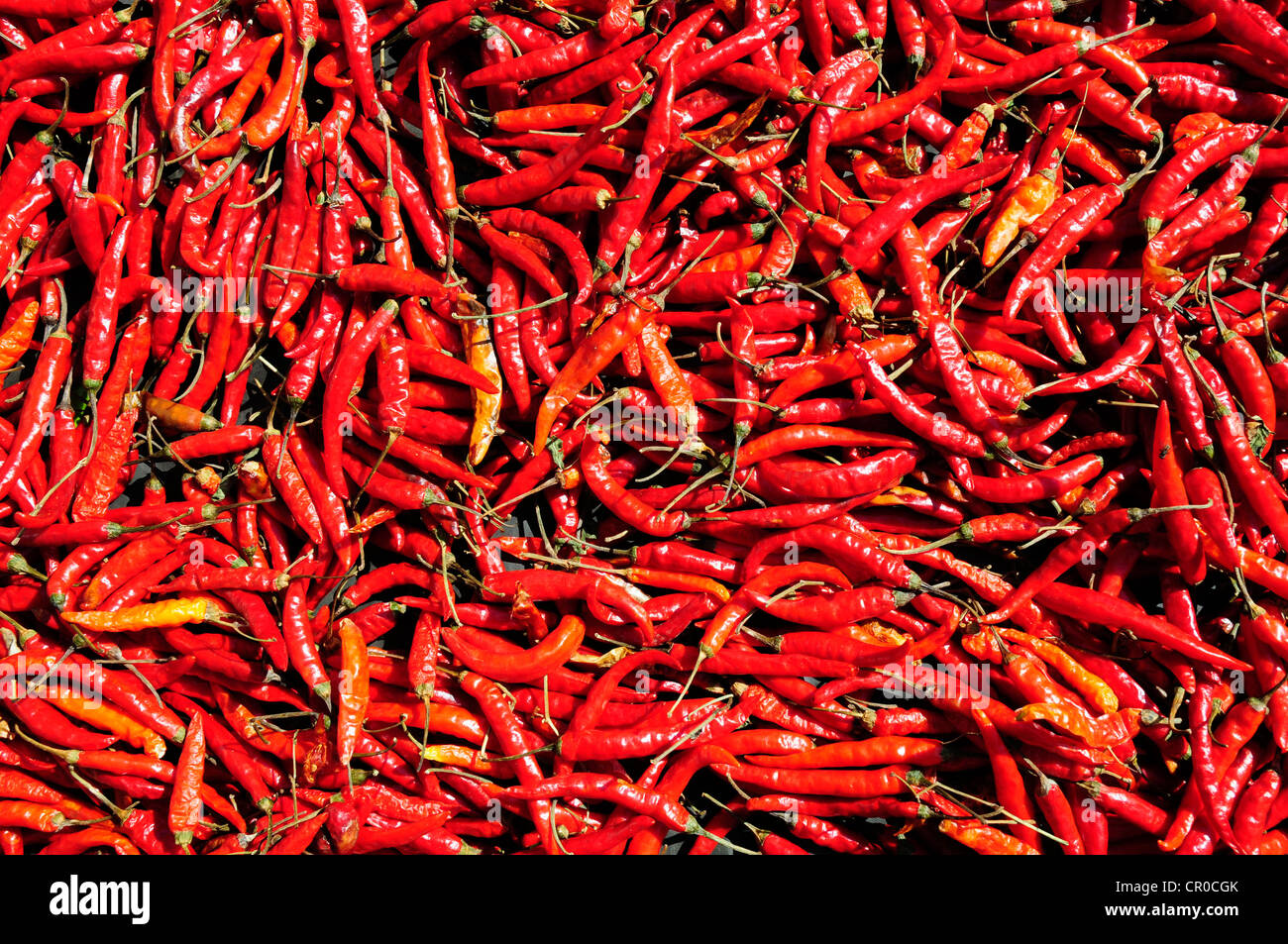 Many chili peppers, Laos, Southeast Asia, Asia Stock Photo Alamy