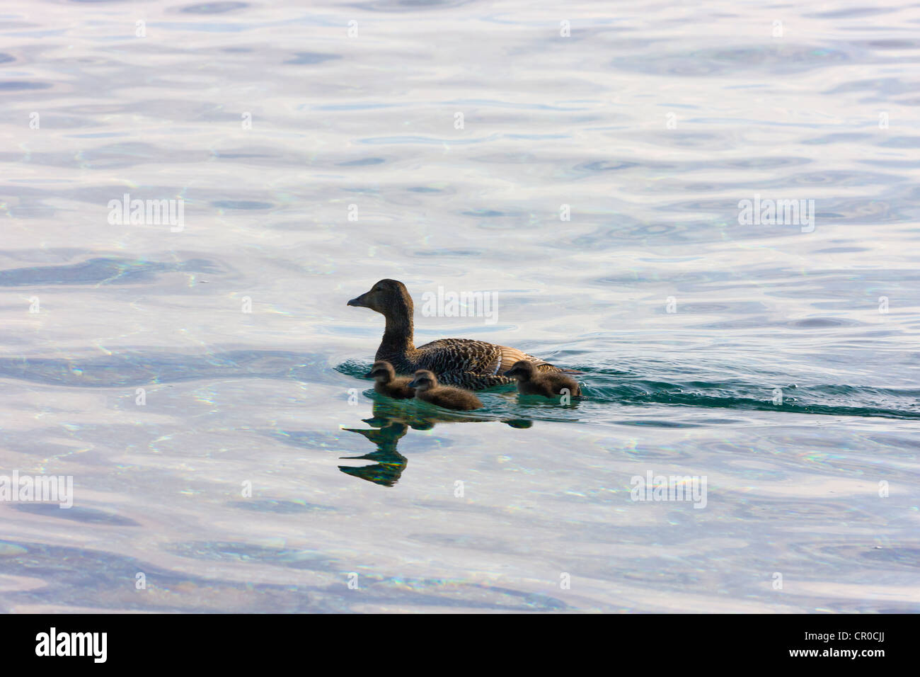 Common Eider (somateria mollissima), duckings on mother's back, in the Arctic Ocean, Spitsbergen, Norway Stock Photo