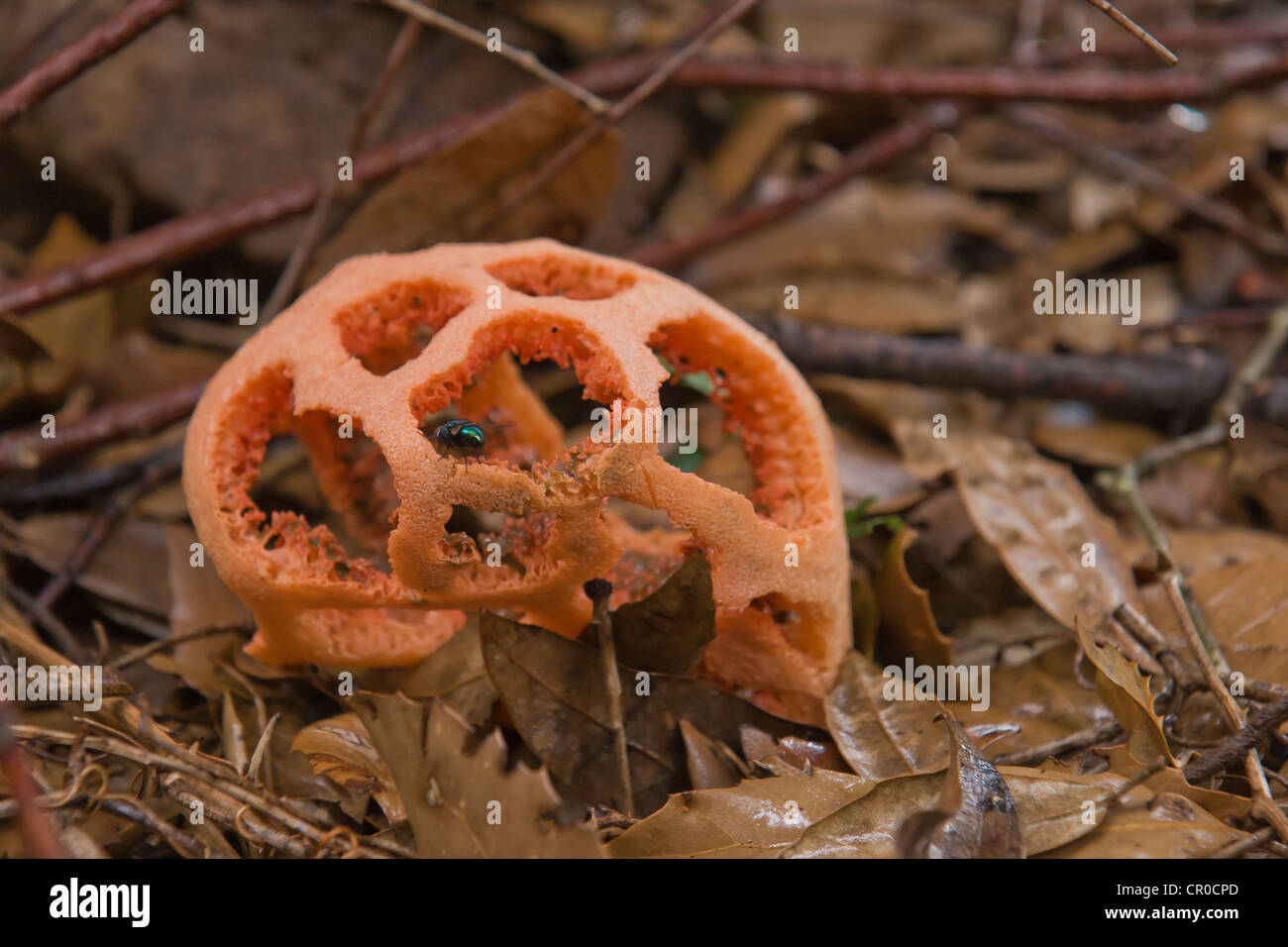 Red Cage Fungus (Clathrus ruber), forest of the Antas Valley, Fluminese, north of Iglesias, Sardinia, Italy, Europe Stock Photo