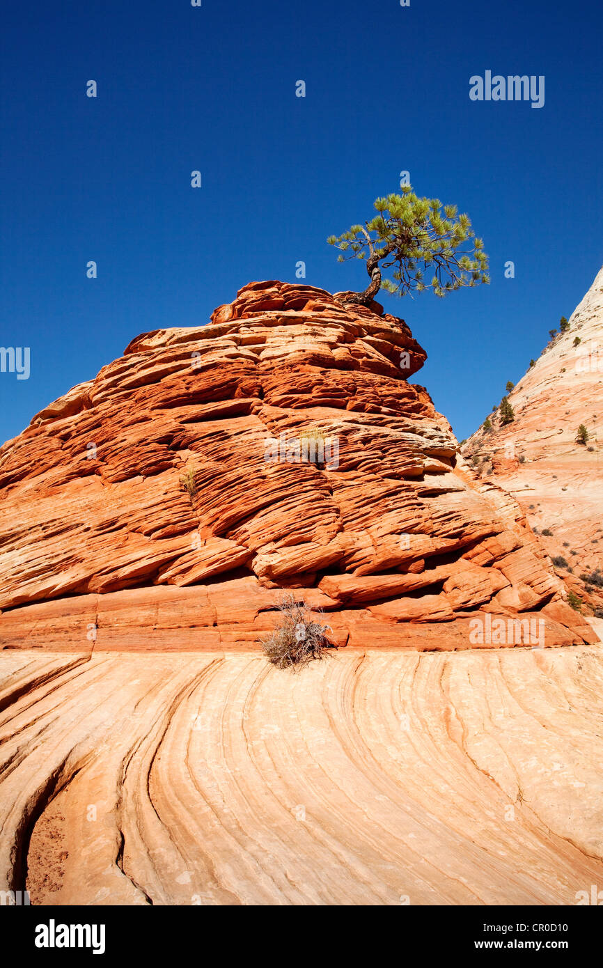 Lone Pine, pine tree on a hill of sandstone, Zion Plateau, Zion