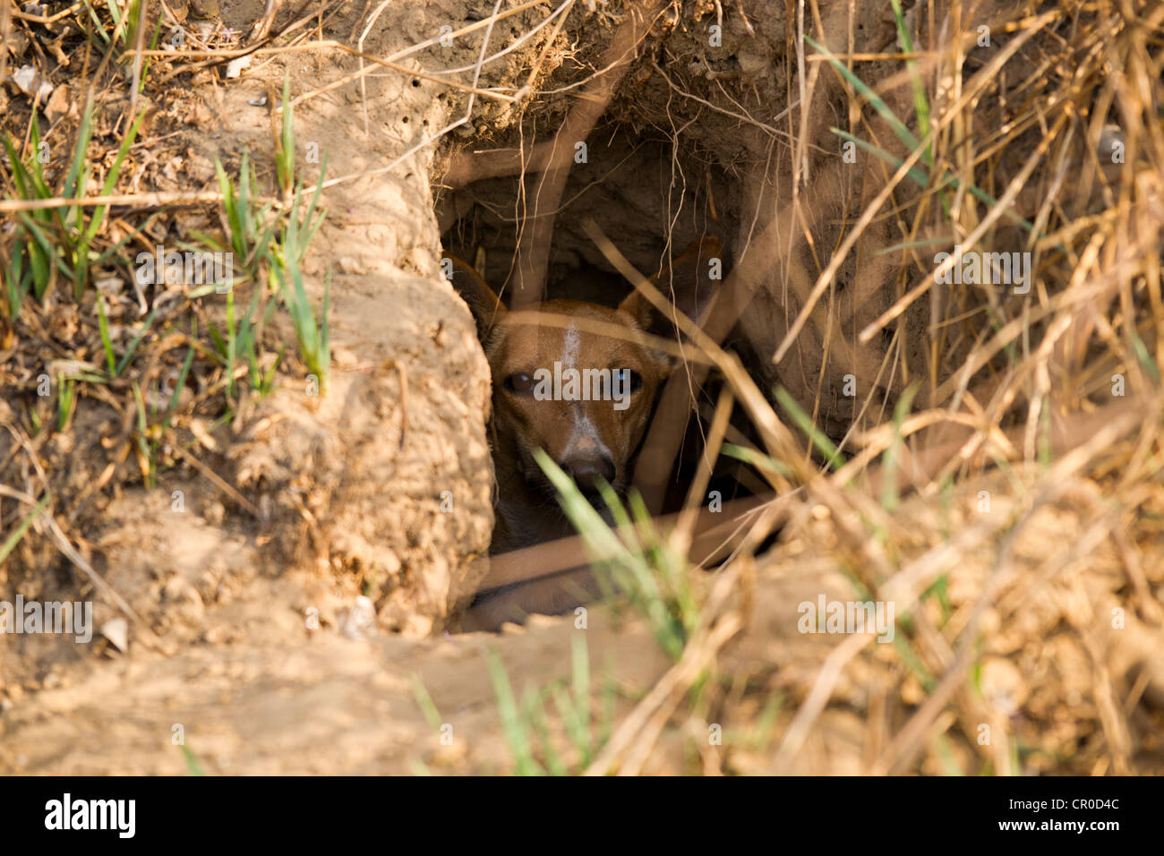 A feral dog in a hole rearing pups. Stock Photo