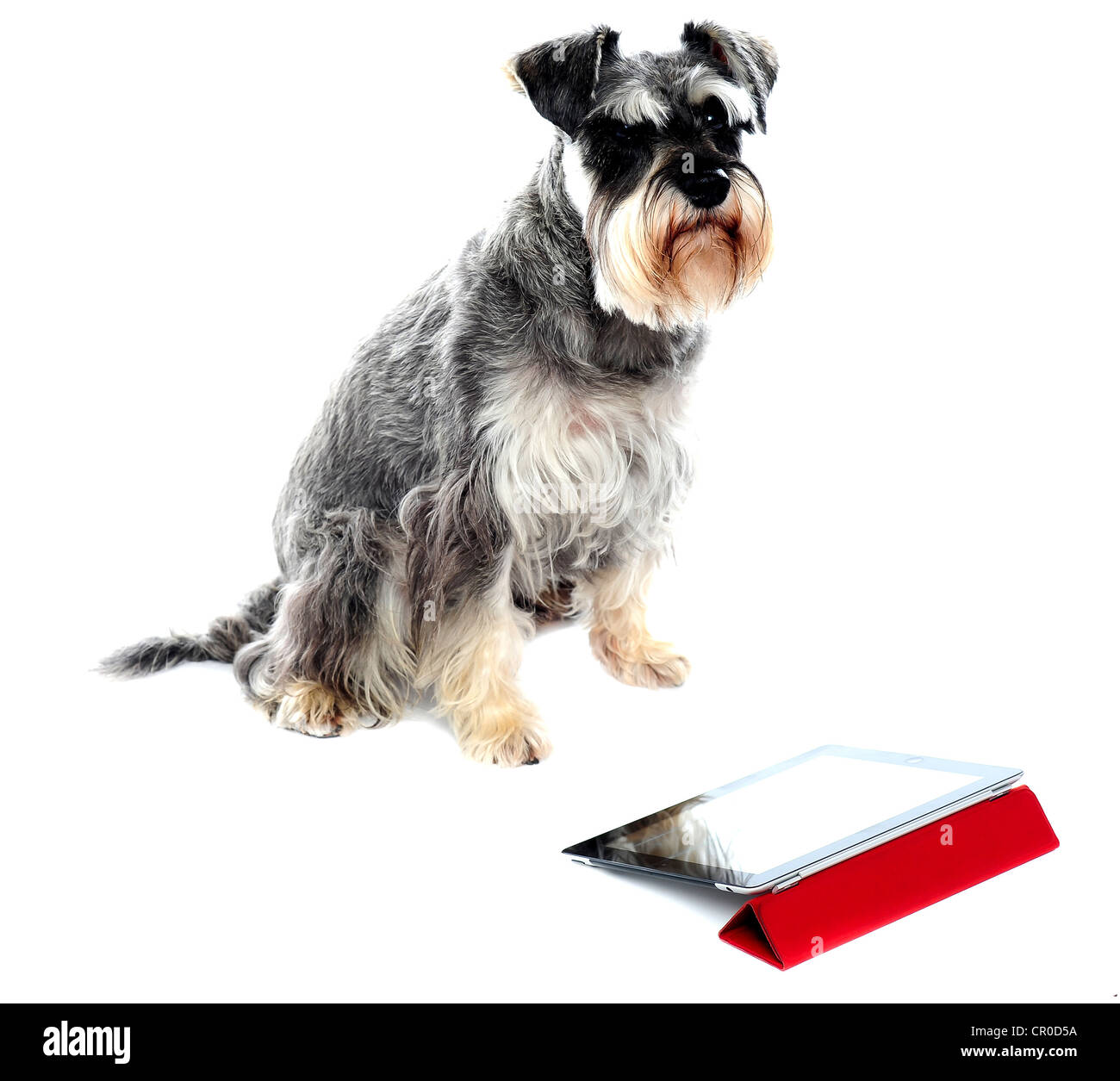 Miniature schnauzer sits on white background. Isolated Stock Photo