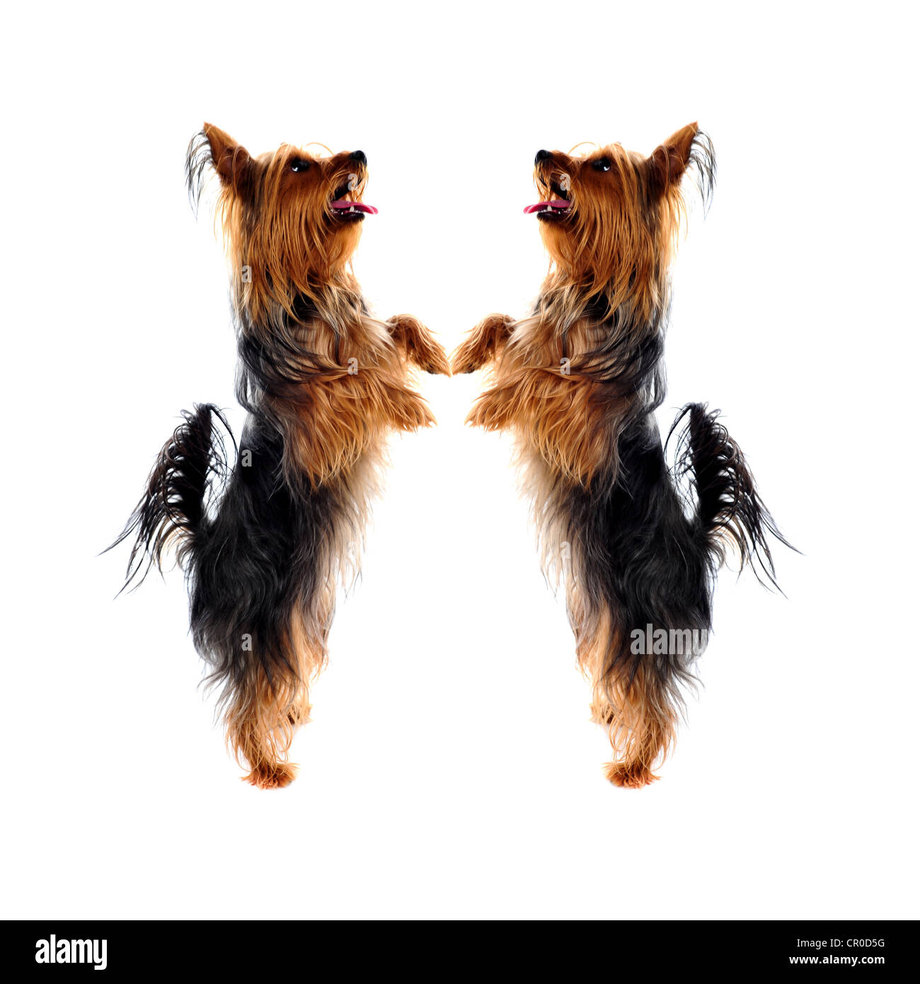 Two loving Yorkshire Terrier pets standing on legs and looking upwards Stock Photo