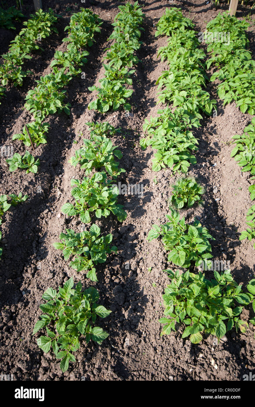 Potatoes Rows Rows of potatoes growing on an allotment Stock Photo - Alamy