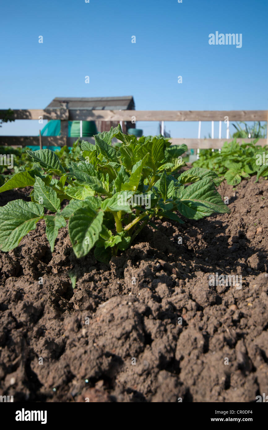 Potatoes growing hires stock photography and images Alamy