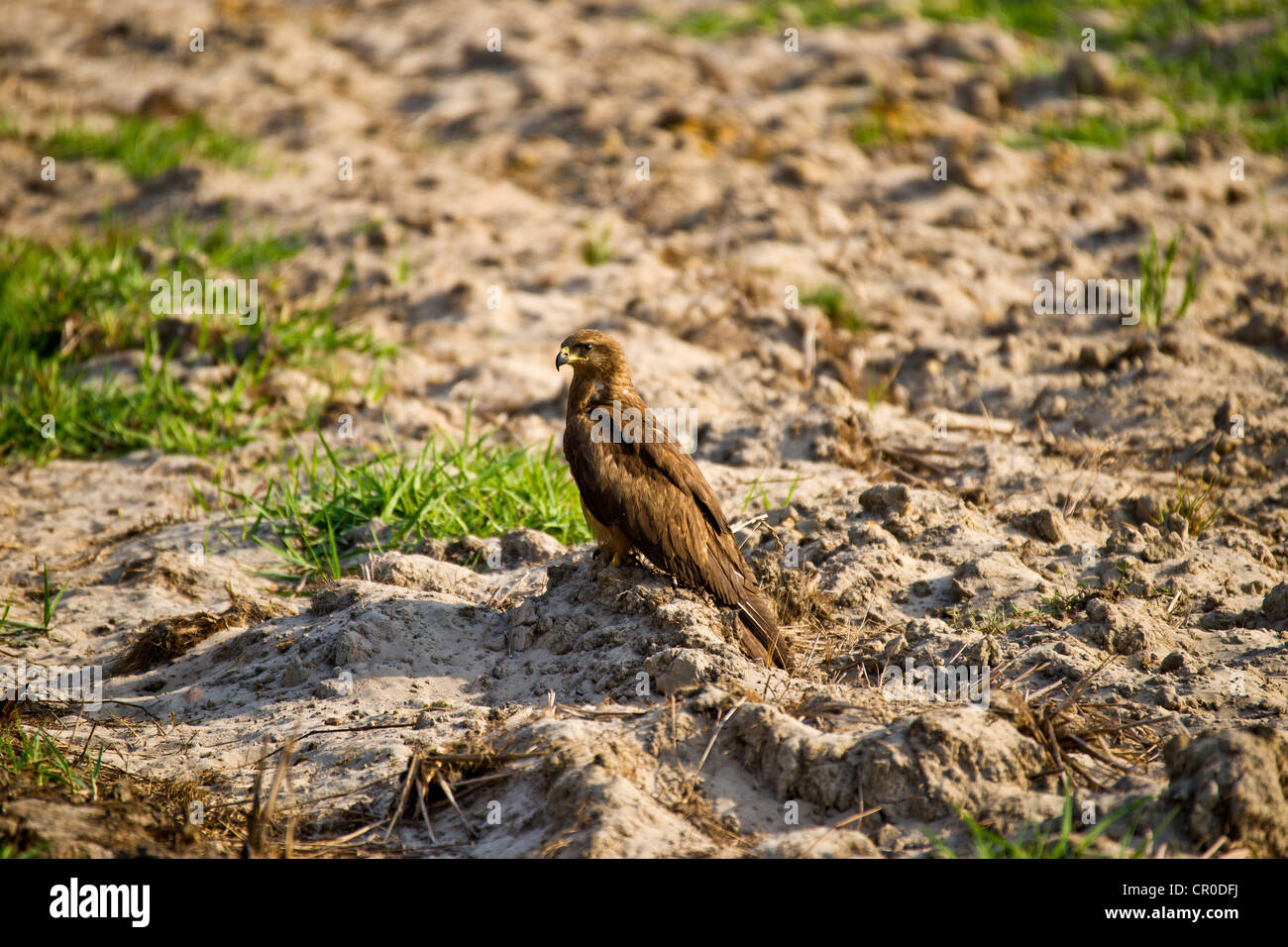 The Black Kite (Milvus migrans) is a medium-sized bird of prey in the family Accipitridae Stock Photo