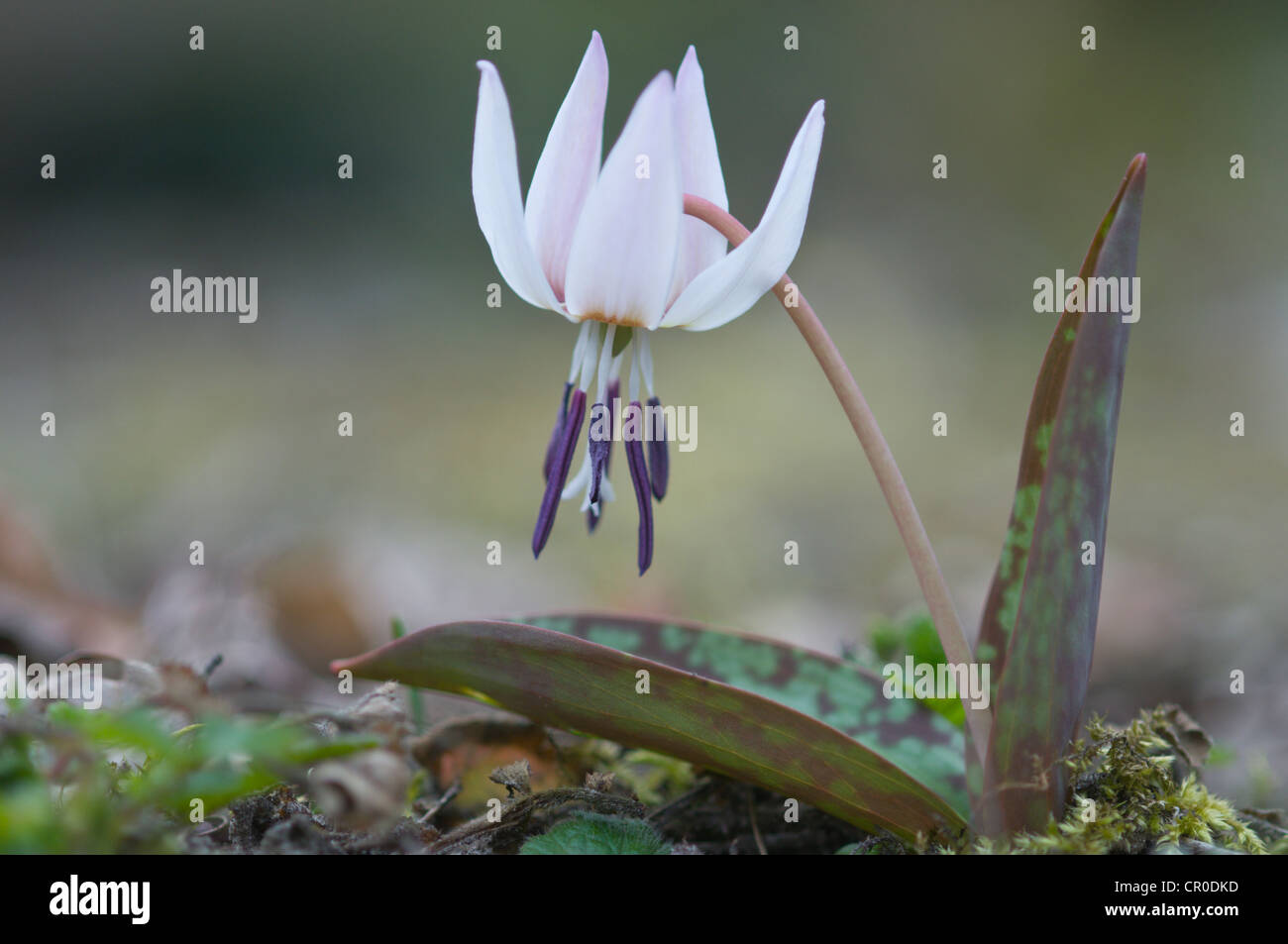 Dog's tooth violet or Dogtooth violet (Erythronium dens-canis) Stock Photo