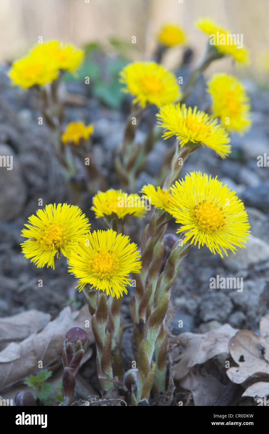 Coltsfoot (Tussilago farfara) Stock Photo