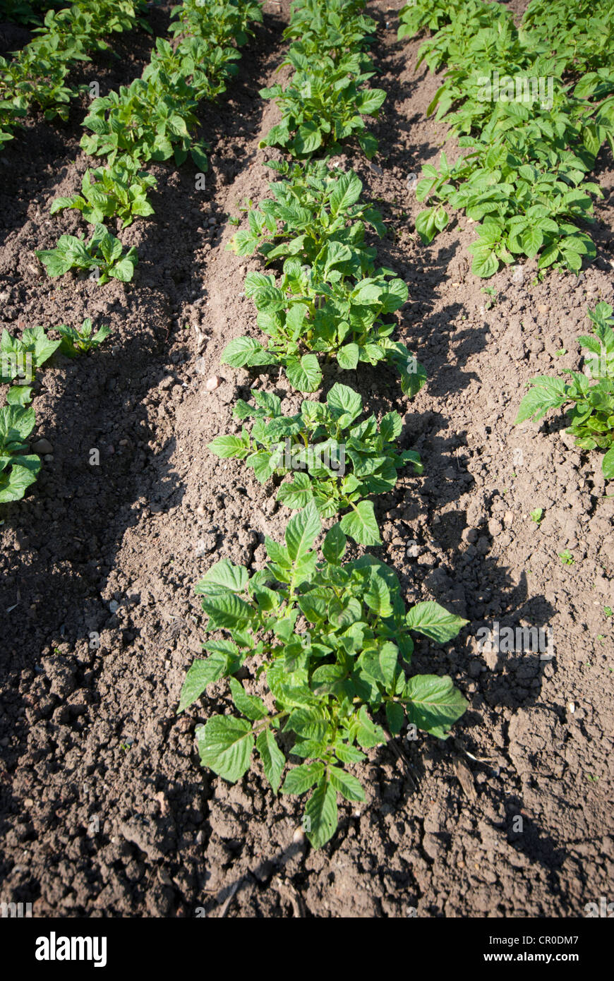 Potatoes Rows Rows of potatoes growing on an allotment Stock Photo - Alamy