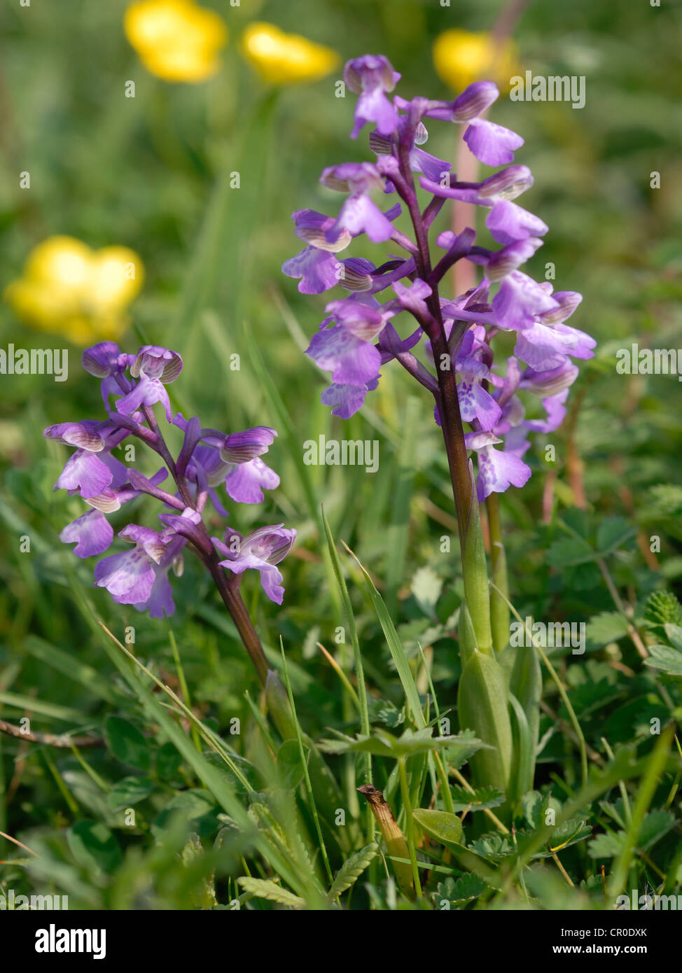 Green - winged Orchid ( Orchis morio ) The long and the short. Twin spikes growing in an old English meadow. Stock Photo