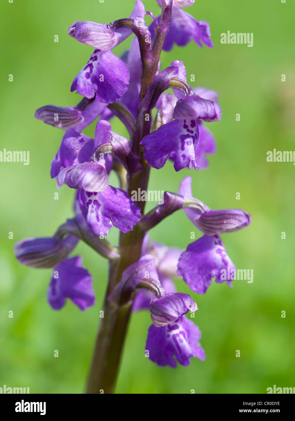A single spike of the Green - winged Orchid ( Orchis morio ) Stock Photo