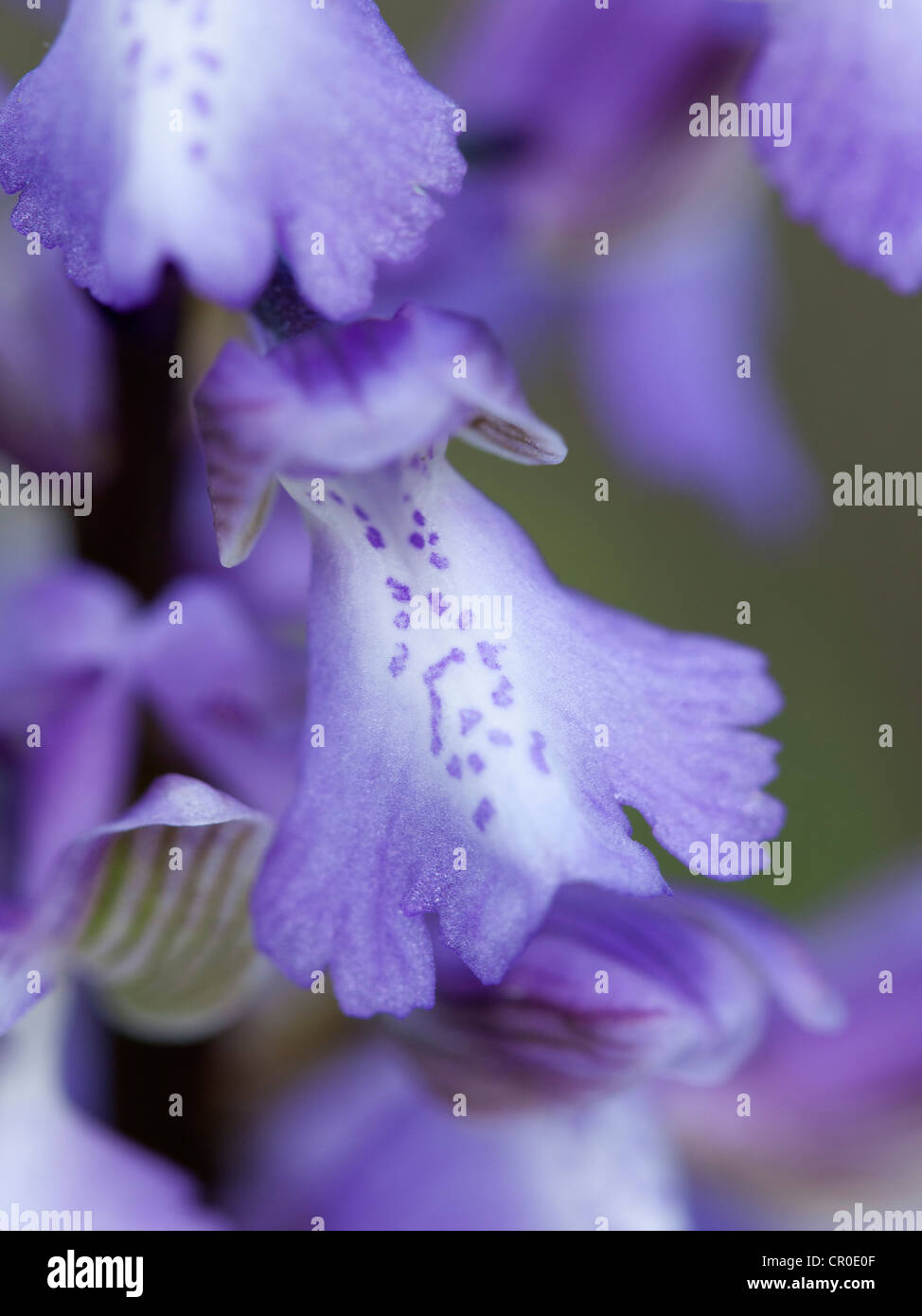 A close up of a single flower of a spike of the Green - winged Orchid ( Orchis morio ) Stock Photo