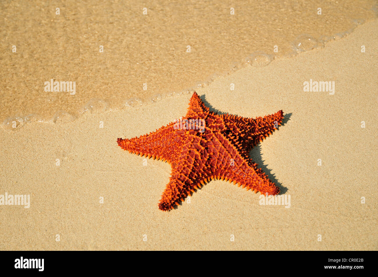 Red cushion sea star (Oreaster reticulatus), protected species, Playa Ancon beach, near Trinidad, Cuba, Caribbean Stock Photo