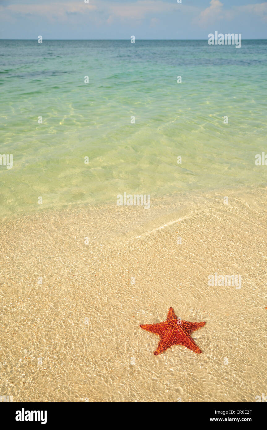 Red cushion sea star (Oreaster reticulatus), protected species, Playa Ancon beach, near Trinidad, Cuba, Caribbean Stock Photo