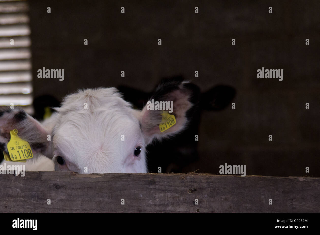 Black and white calf in a shed Stock Photo - Alamy