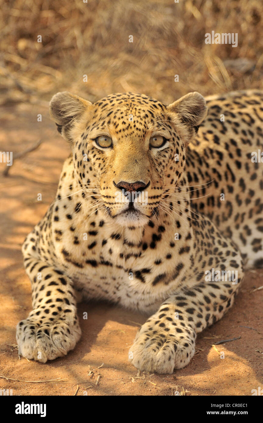 Leopard (Panthera pardus) in the Kgalagadi Transfrontier Park, Kalahari, South Africa, Africa Stock Photo