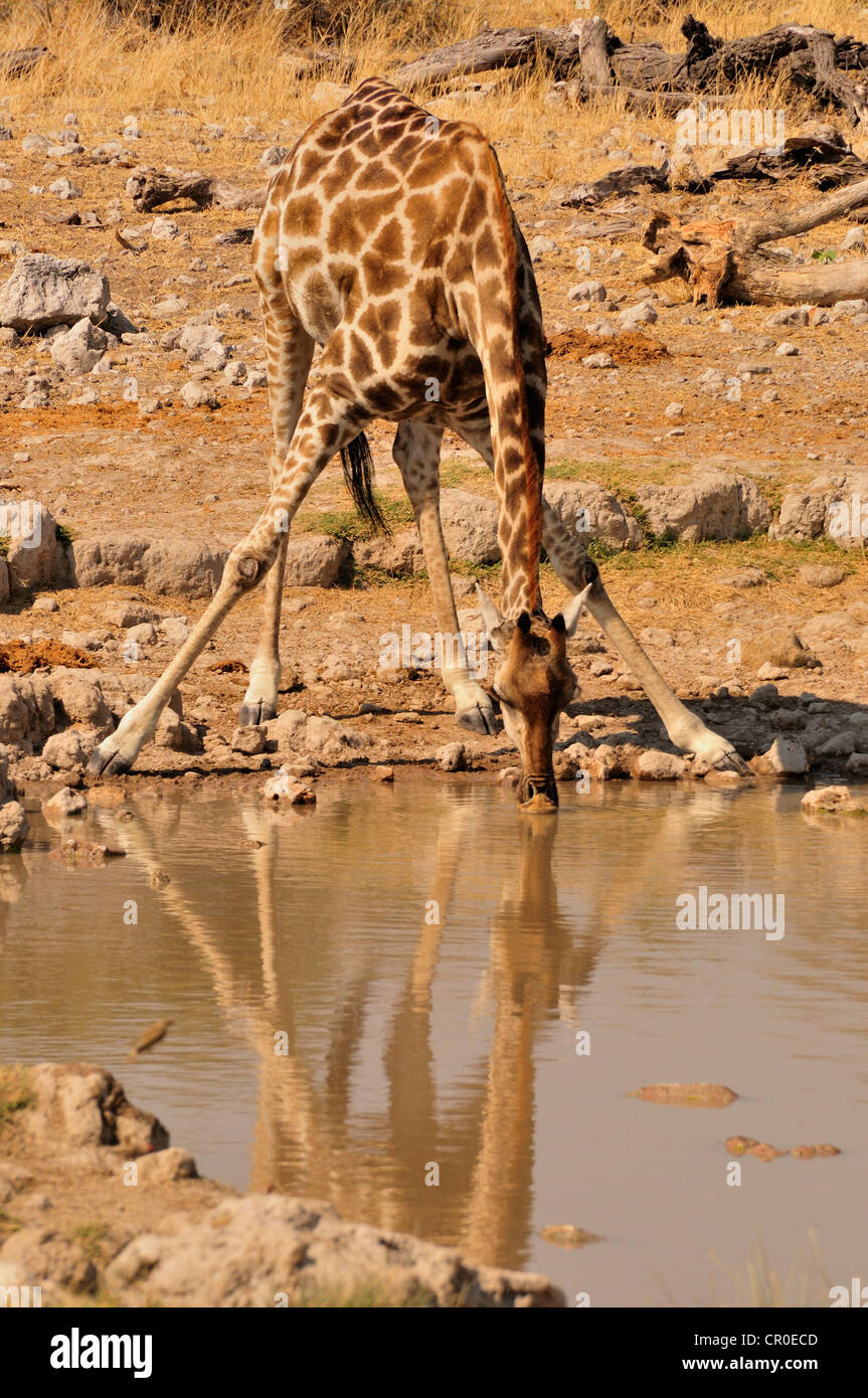 Giraffe (Giraffa camelopardalis) at the water hole of Klein-Okevi, Etosha National Park, Namibia, Africa Stock Photo