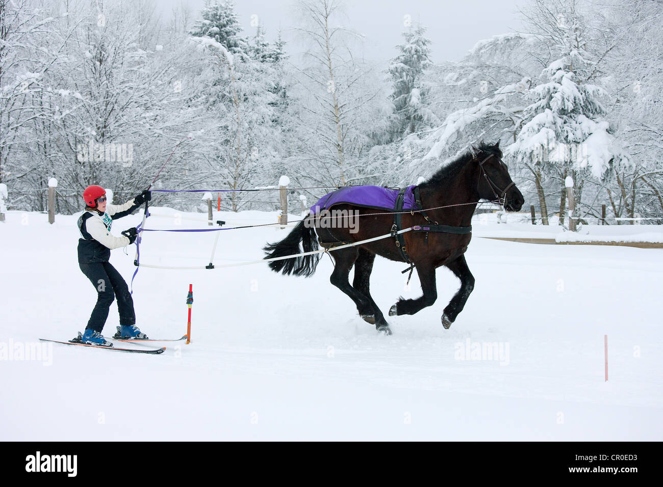 France, Savoie, La Feclaz, Massif des Bauges, Skijoring competition Stock Photo