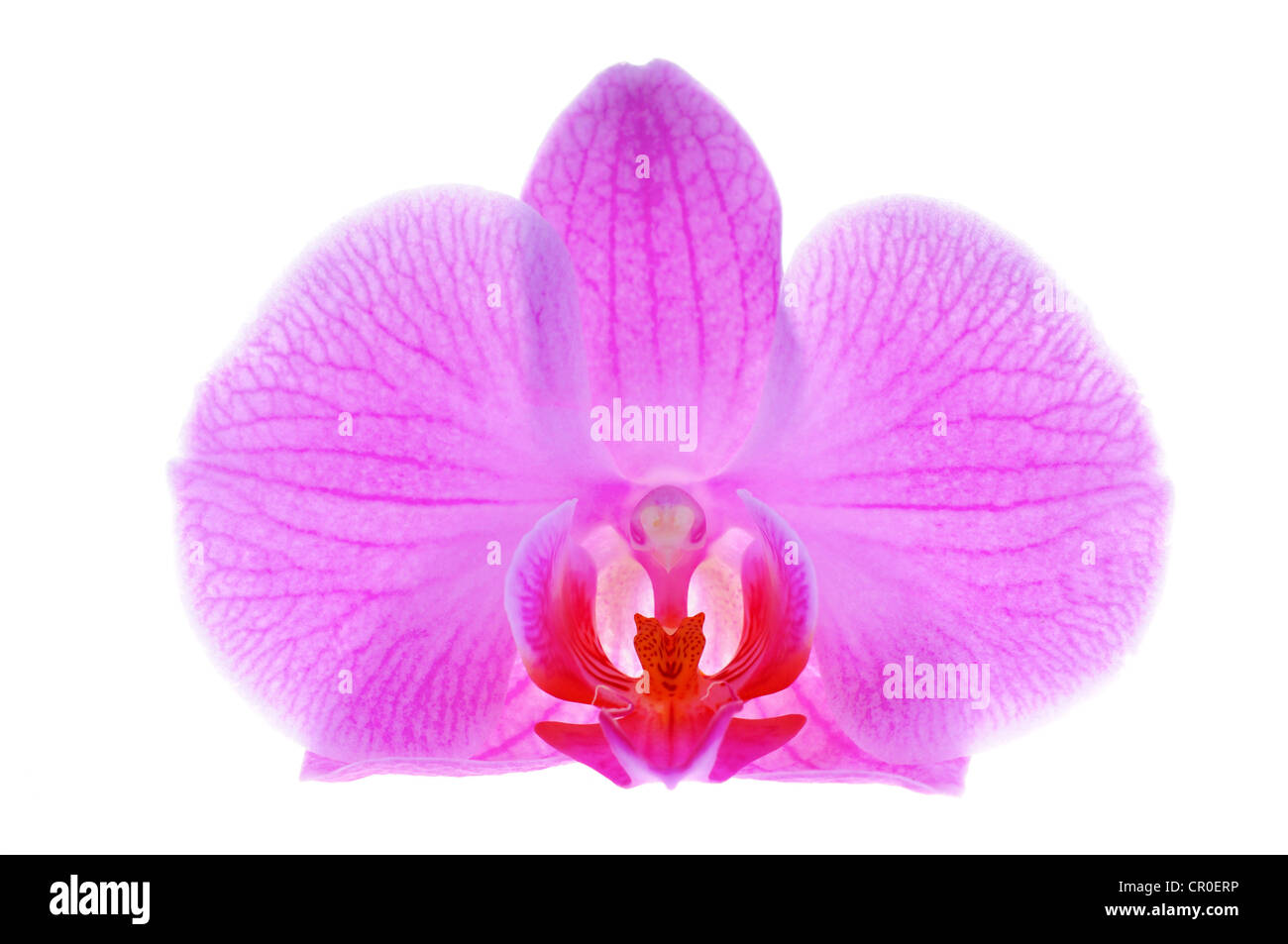 Close-up pink orchid on white background Stock Photo - Alamy