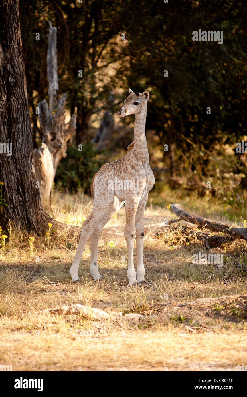 baby giraffe in Zambia Stock Photo