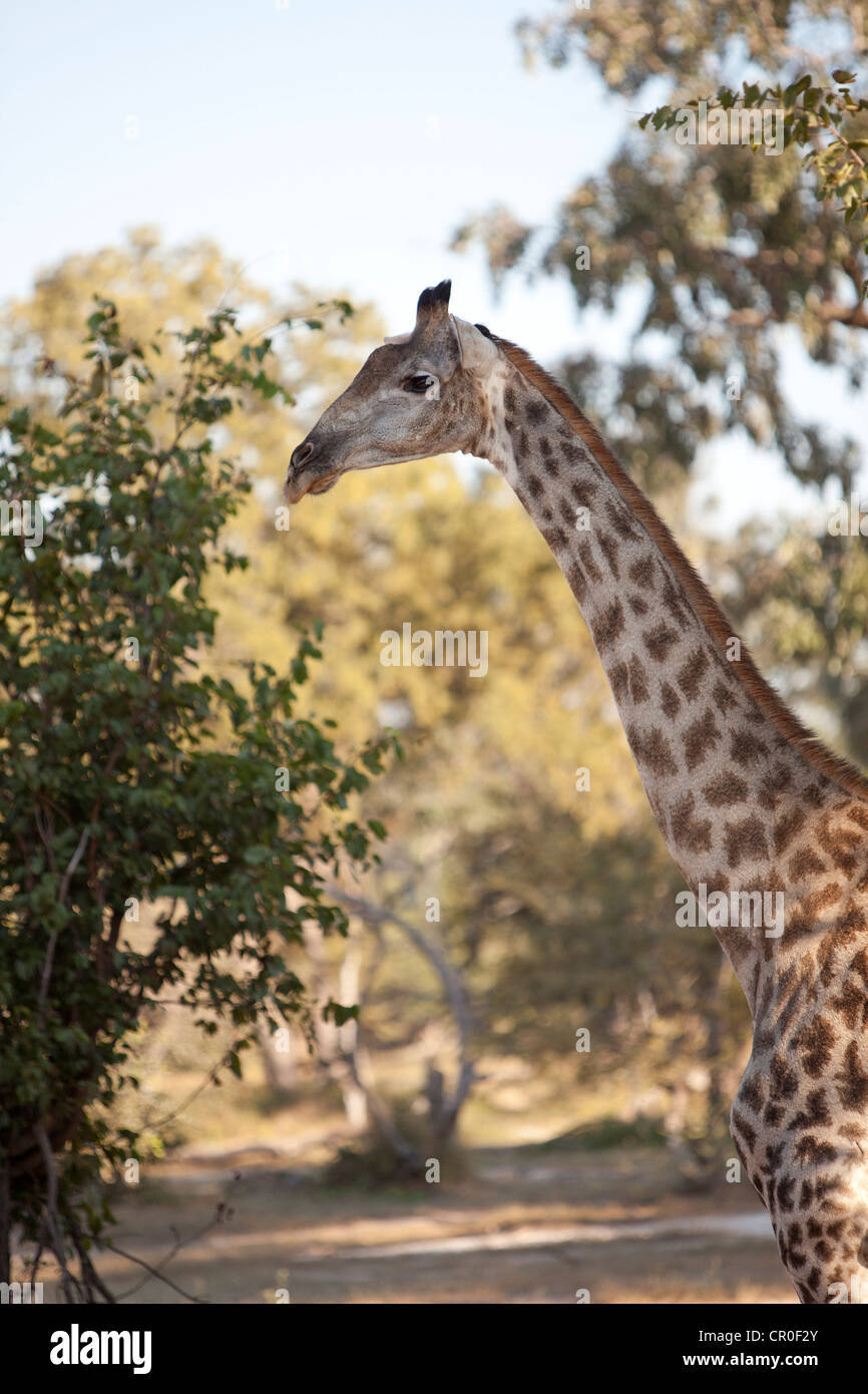 Giraffe on Livingstone Safari Game, Zambia. Stock Photo