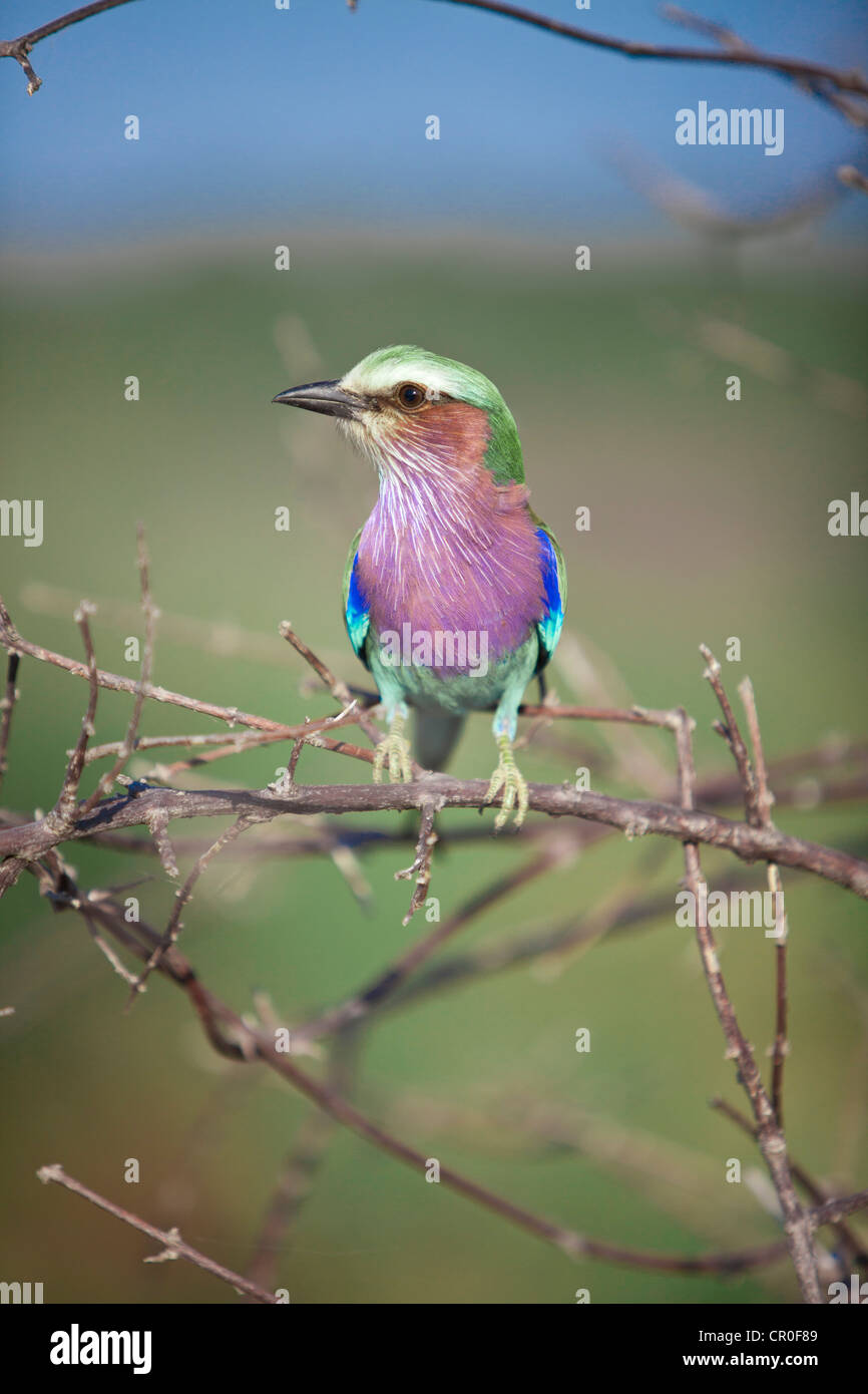 Lilac-breasted Roller National Bird of Zimbabwe Stock Photo