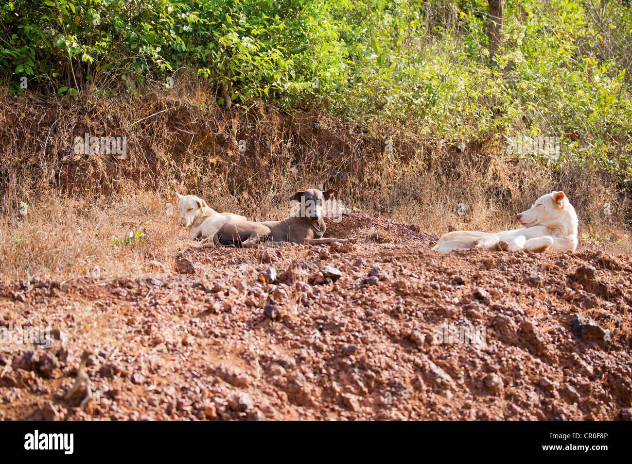 Feral hairless dog in Baga, Goa, Stock Photo