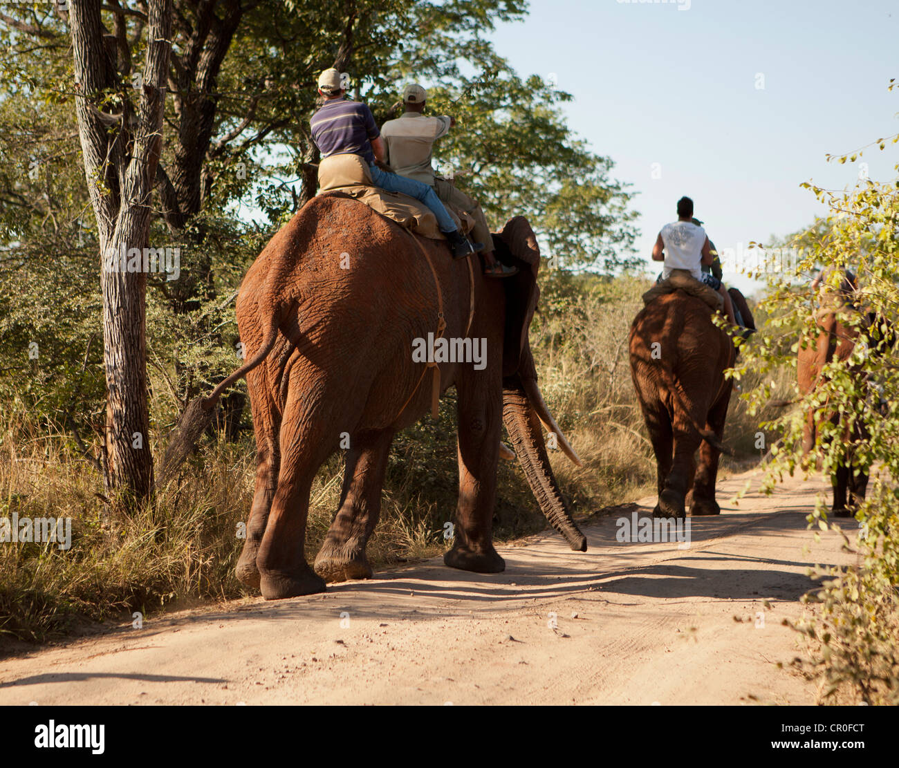 Tourist rides an elephant during a Safari Game Stock Photo - Alamy