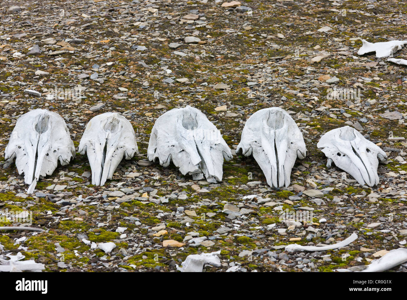 Piles of Beluga Whale bones, Bellsund, Spitsbergen, Norway Stock Photo