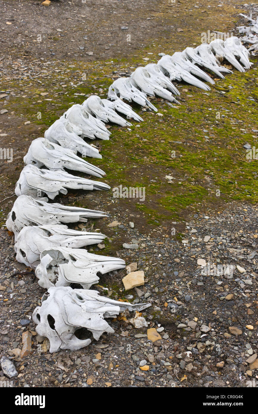 Piles of Beluga Whale bones, Bellsund, Spitsbergen, Norway Stock Photo