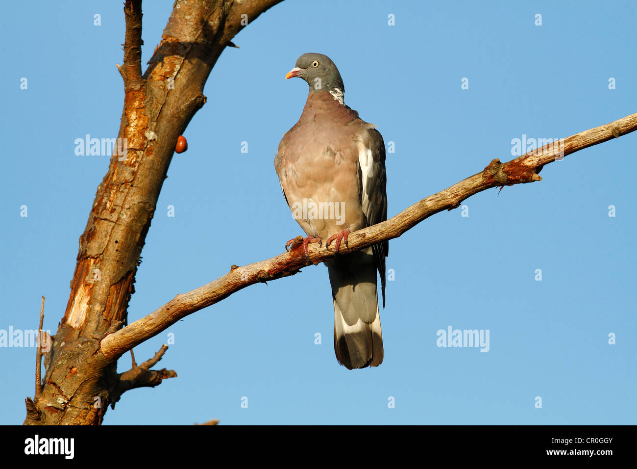 Common Wood Pigeon (Columba palumbus) perched on a branch, Baltic Sea island of Fehmarn, Schleswig-Holstein, Germany, Europe Stock Photo