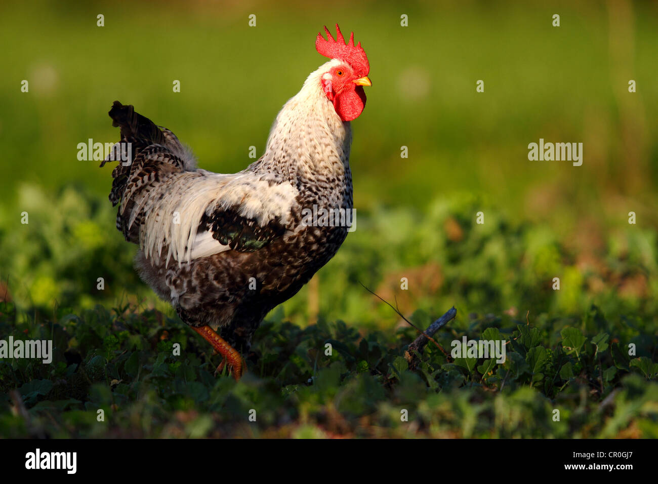 Domestic chicken (Gallus gallus domesticus), rooster standing in cabbage patch, Baltic island of Fehmarn, East Holstein Stock Photo