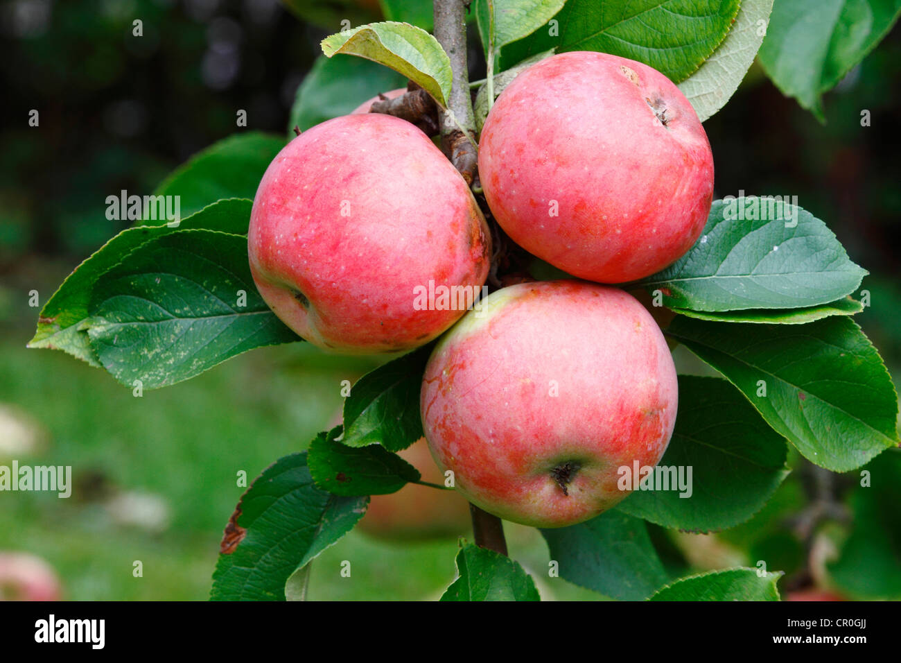 Apples (Malus domestica), "James Grieve" variety, ripe apples on branch, Neunkirchen, Siegerland, North Rhine-Westphalia Stock Photo