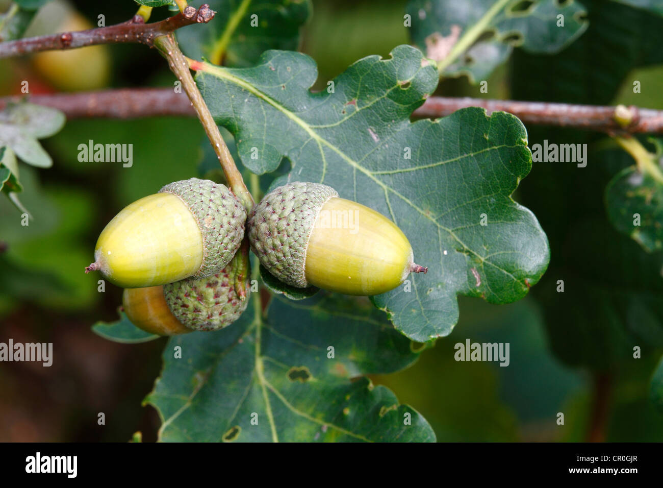 English Oak (Quercus robur), twig with acorns and leaves, Neunkirchen, Siegerland, North Rhine-Westphalia, Germany, Europe Stock Photo