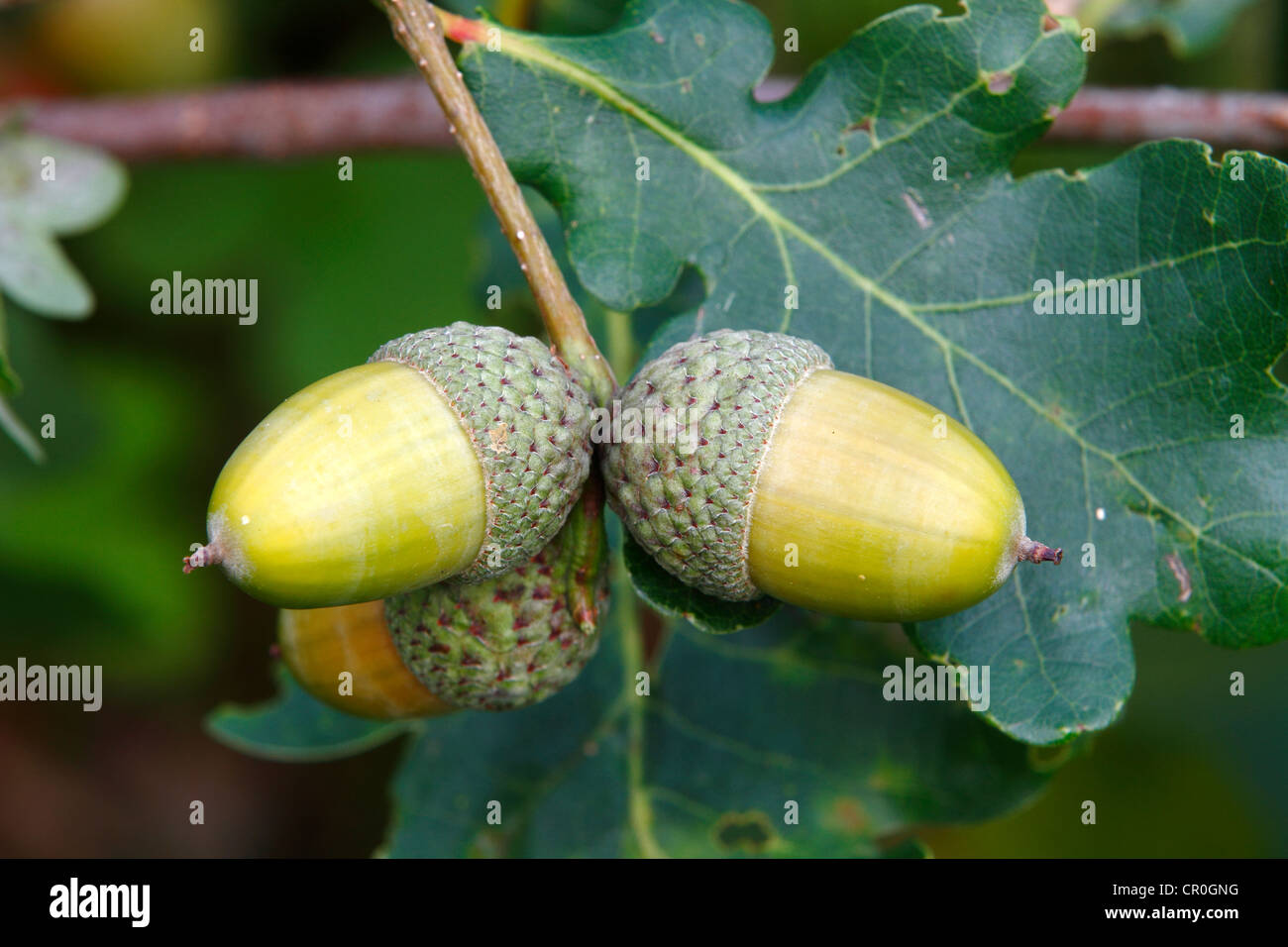 English Oak (Quercus robur), twig with acorns and leaves, Neunkirchen in Siegerland, North Rhine-Westphalia, Germany, Europe Stock Photo