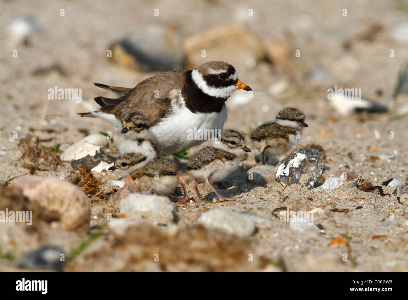 Common Ringed Plover or Ringed Plover (Charadrius hiaticula), adult bird with hatched chicks, Eidersperrwerk, North Frisia Stock Photo