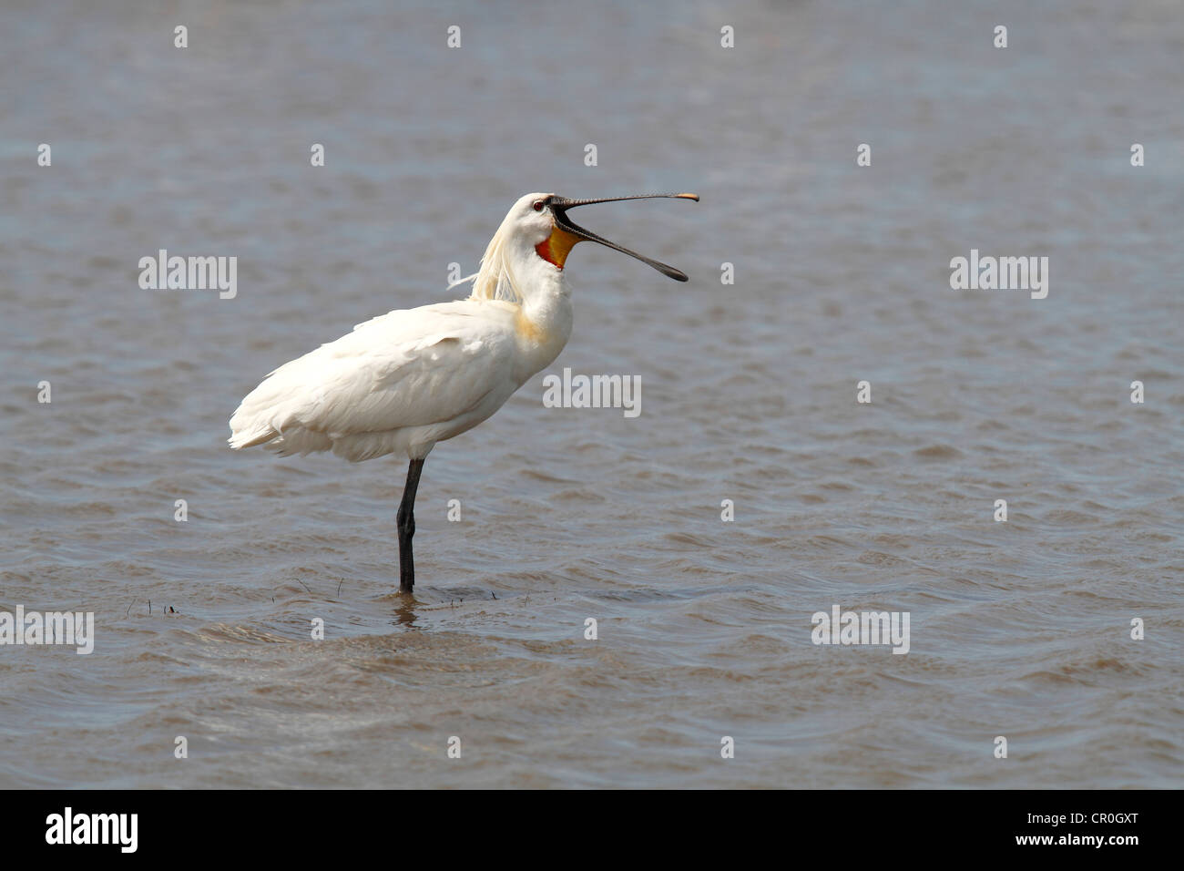 Bird yawning hi-res stock photography and images - Alamy