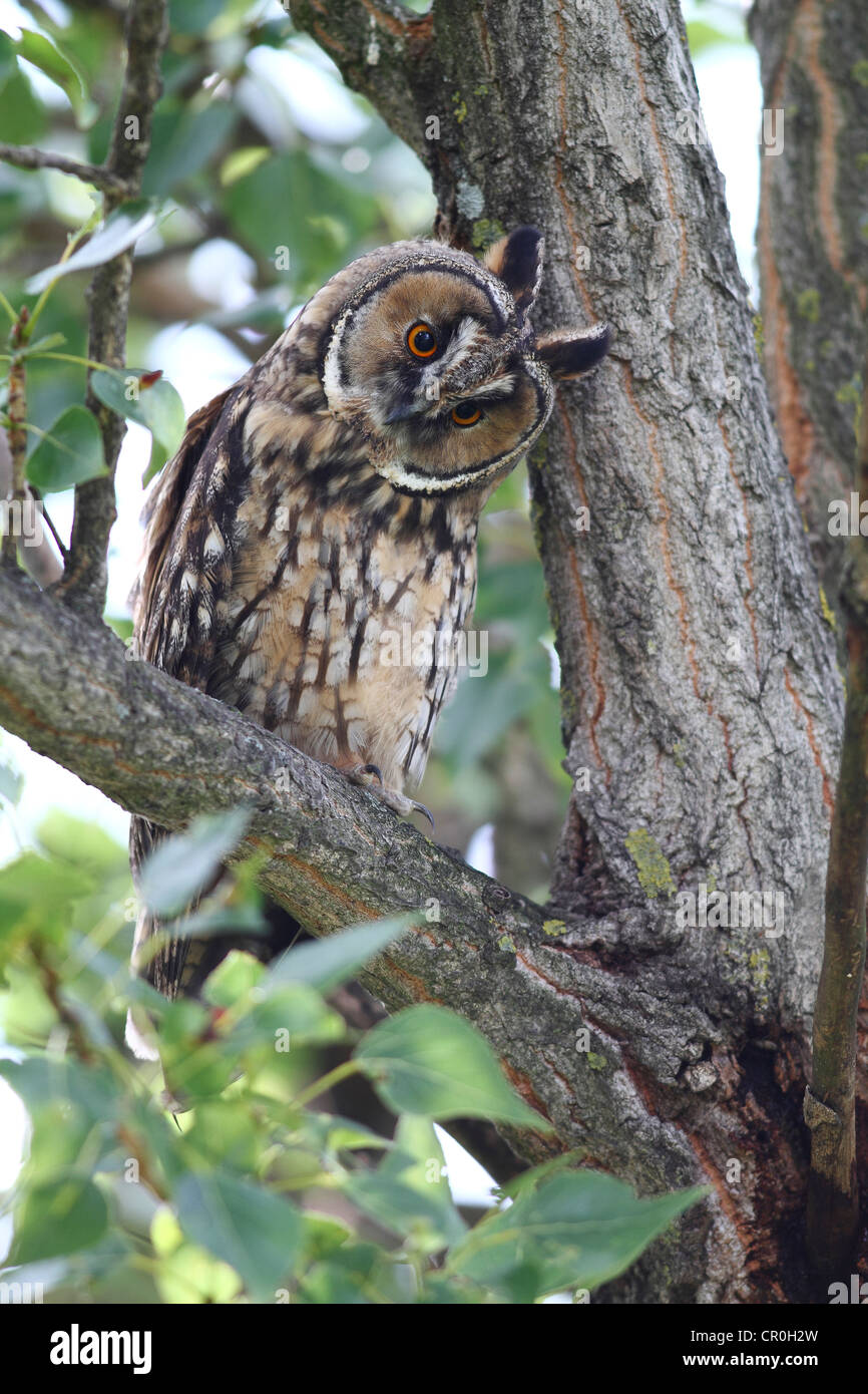 Long-eared Owl (Asio otus), perched on a branch, tree trunk at back, Apetlon, Lake Neusiedl, Burgenland, Austria, Europe Stock Photo