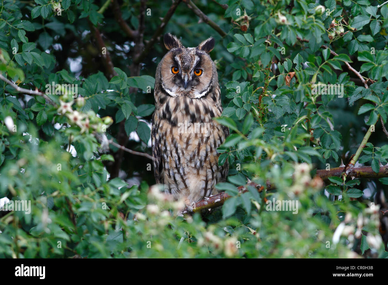 Long-eared Owl (Asio otus), perched in a thorn bush, Apetlon, Lake Neusiedl, Burgenland, Austria, Europe Stock Photo