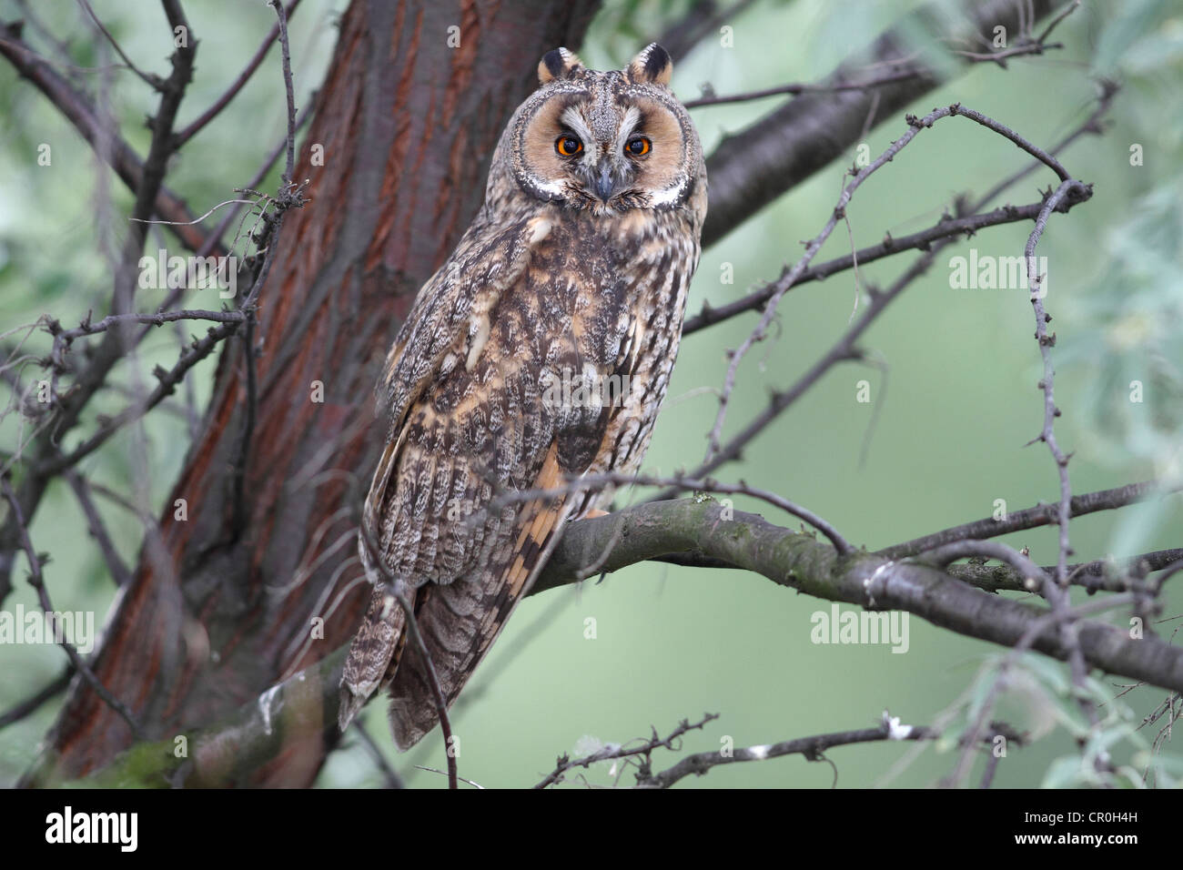 Long-eared Owl (Asio otus), perched on a branch with tree trunk at back, Apetlon, Lake Neusiedl, Burgenland, Austria, Europe Stock Photo