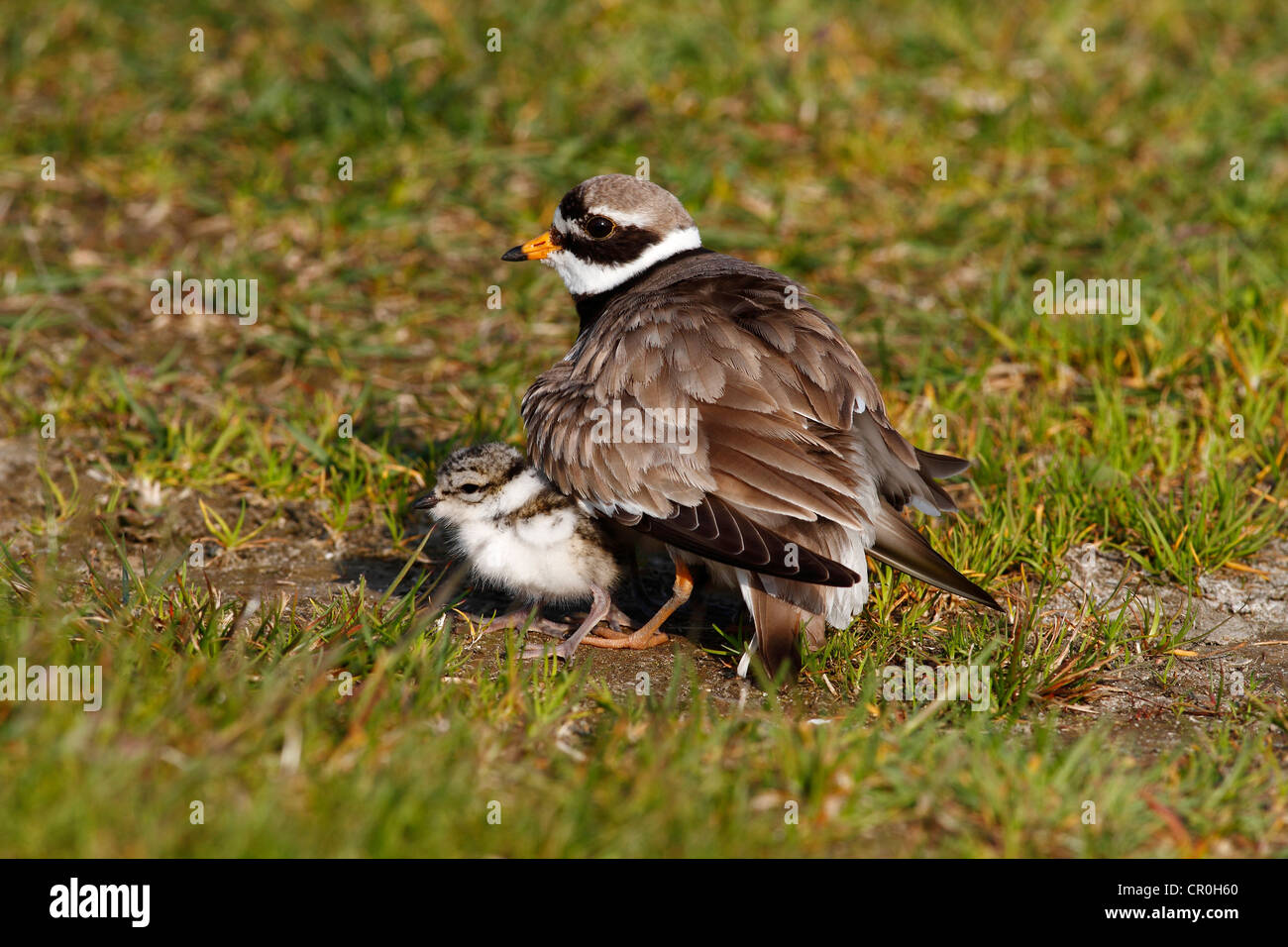 Ringed Plover (Charadrius hiaticula) with its chicks gathered under its ...