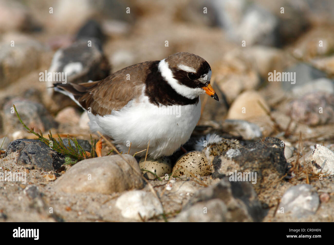 Ringed Plover (Charadrius hiaticula) sitting on its nest with two eggs and a hatched chick Stock Photo