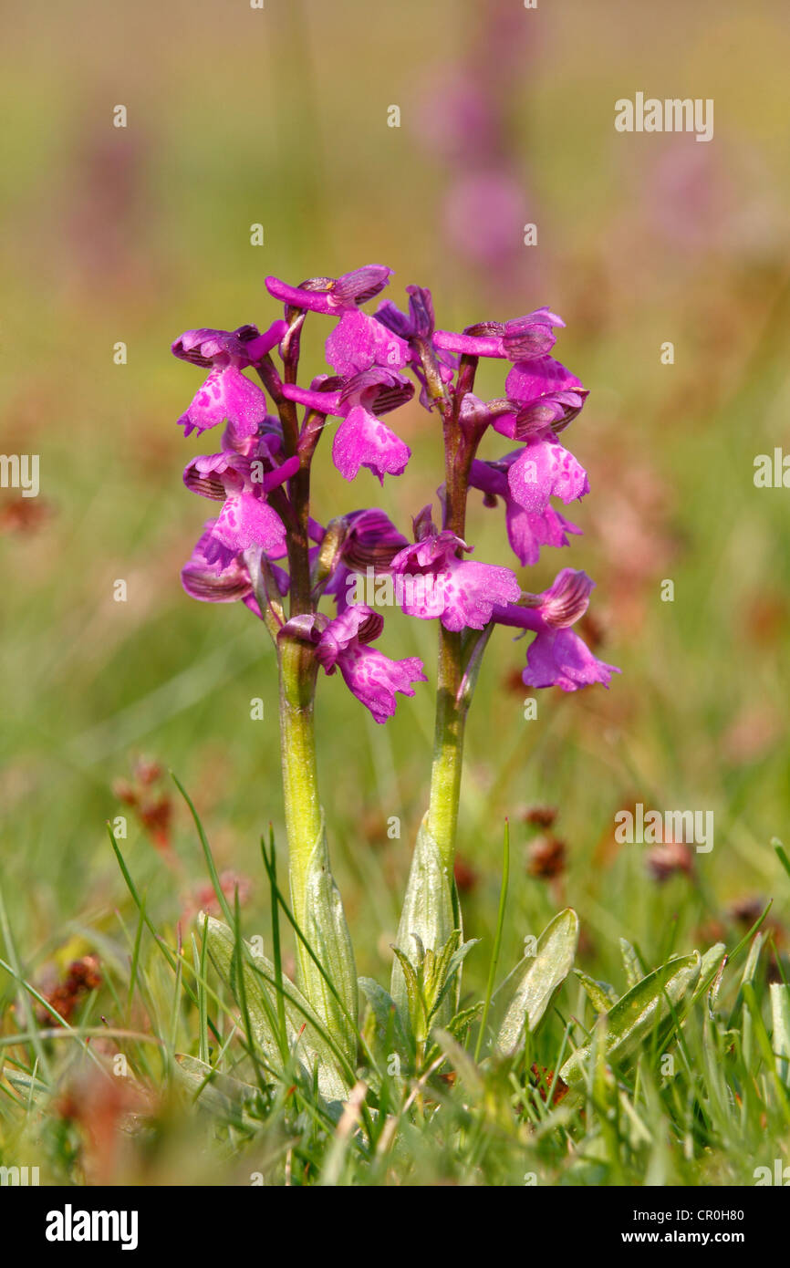 Green-winged orchid or Green-veined orchid (Anacamptis morio, Orchis morio), flowering Stock Photo