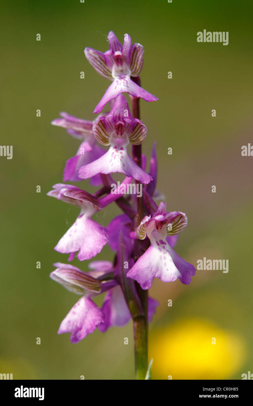 Green-winged orchid or Green-veined orchid (Anacamptis morio, Orchis morio), inflorescence Stock Photo