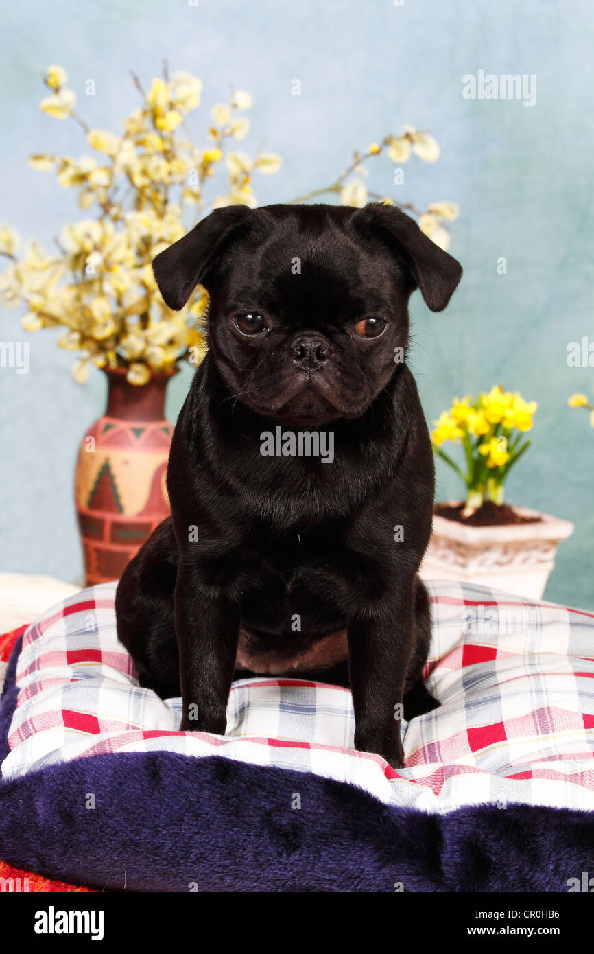 Black pug, female dog, sitting on a dog pillow Stock Photo
