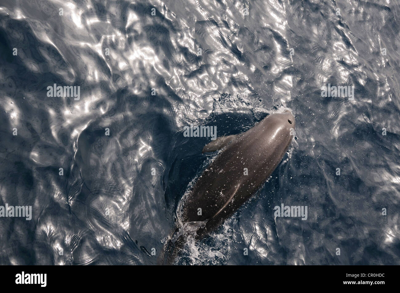 Swimming dolphin with splashes in dark key Stock Photo